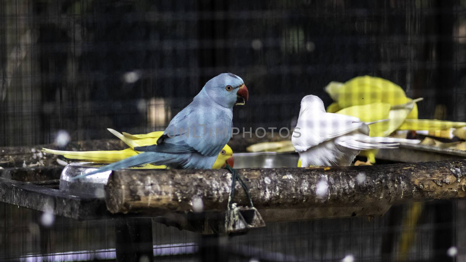 Ring Neck Parrots eating Together