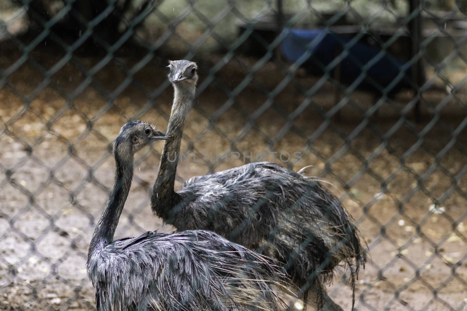 Ostrich bird Couple behind the nets watching out keep necks up