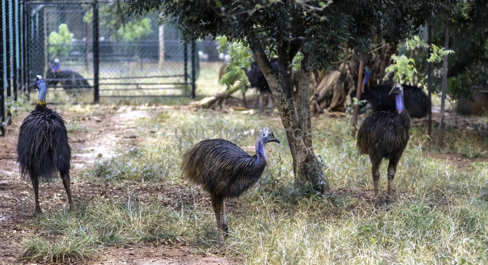 Cassowary Bird Family roam free in caged environment