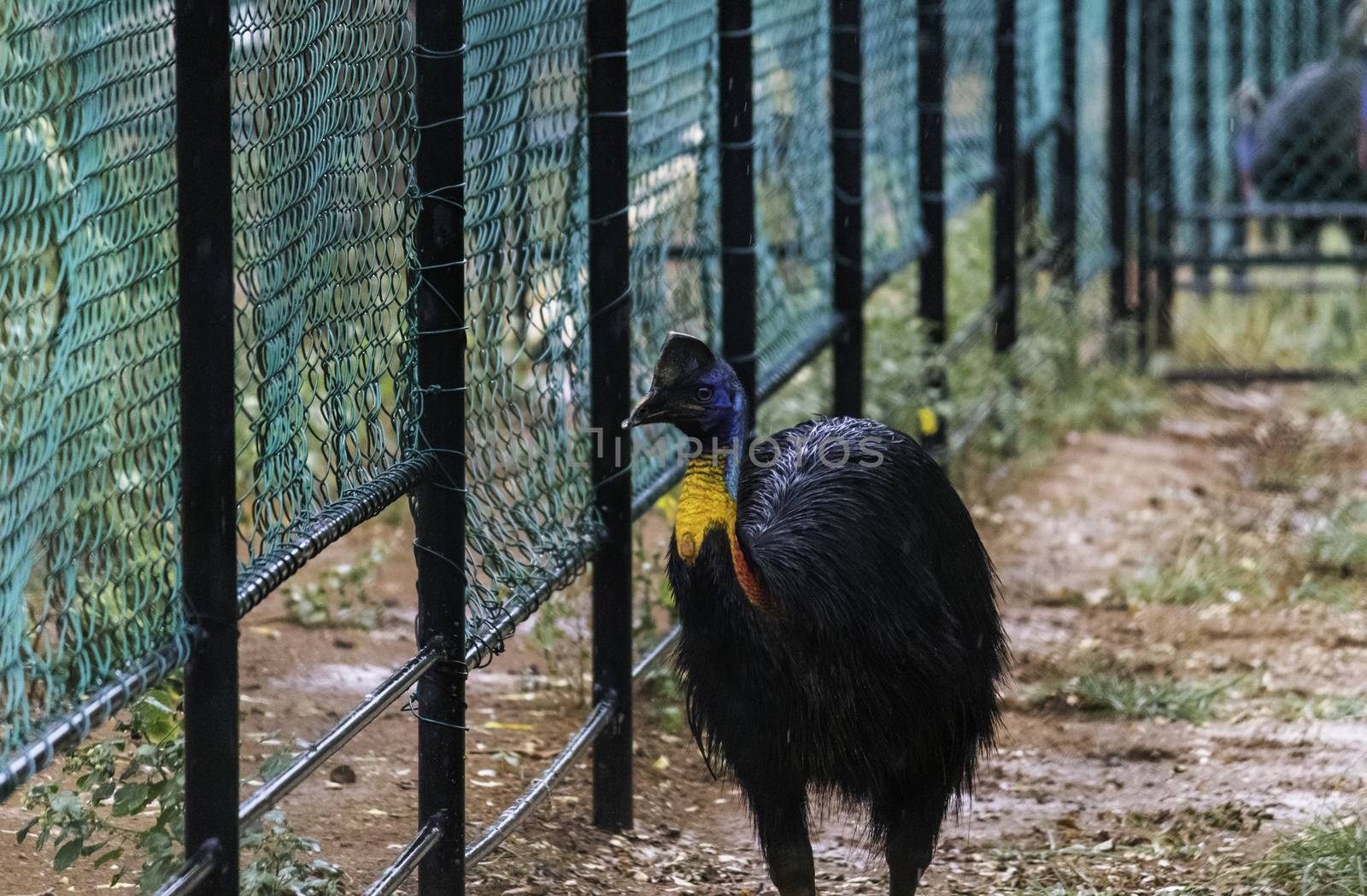 Colorful Cassowary bird walking forward near netted fence