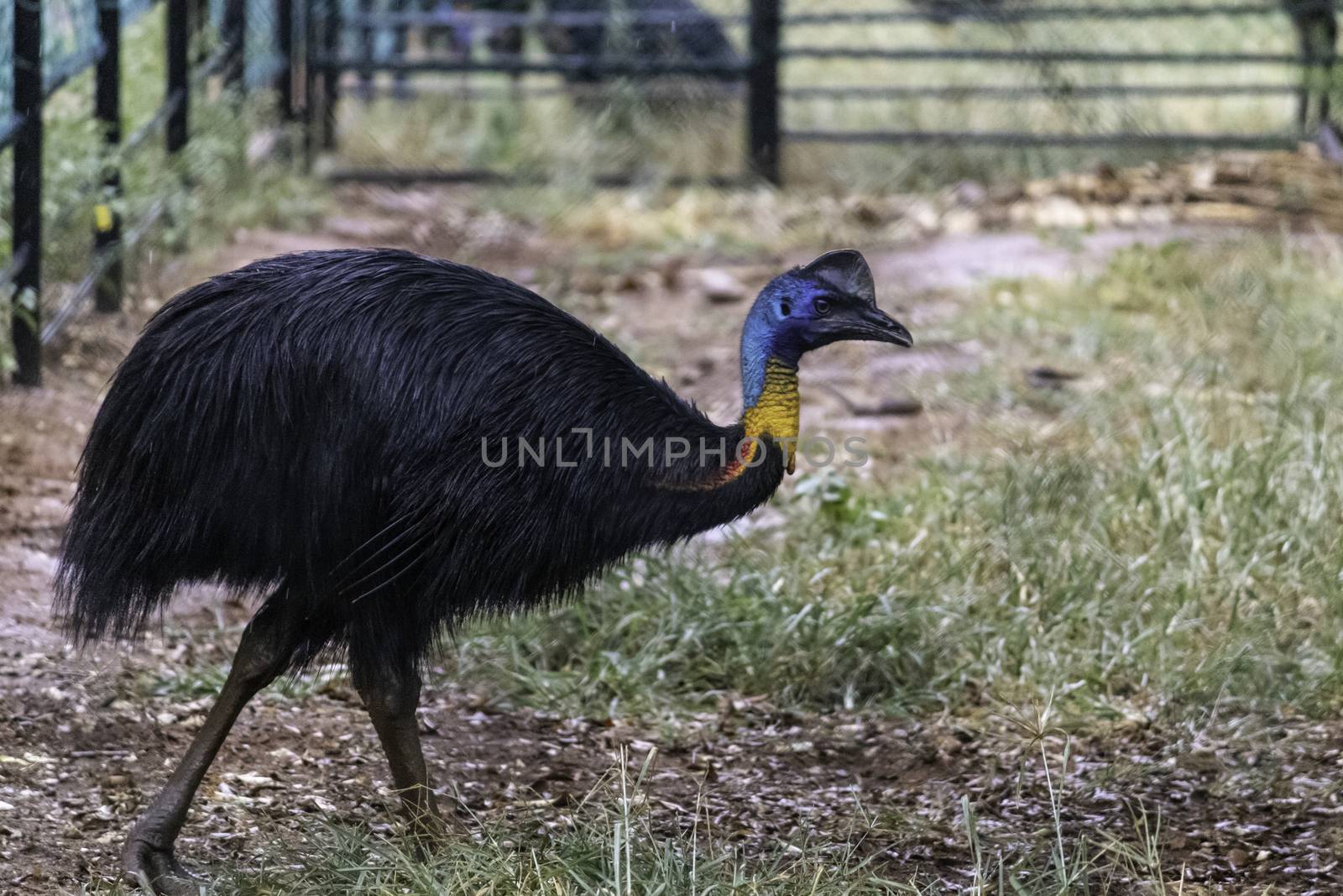 Isolated Colorful Cassowary bird in a lock space side view photograph by nilanka