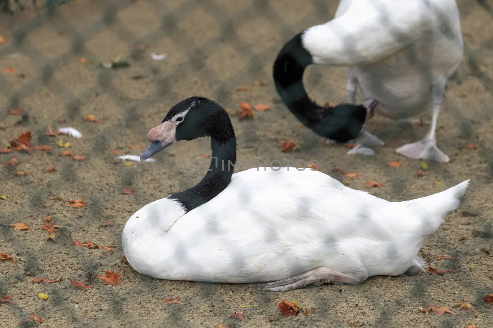 Black Necked Swan Resting on the ground captive environment photograph