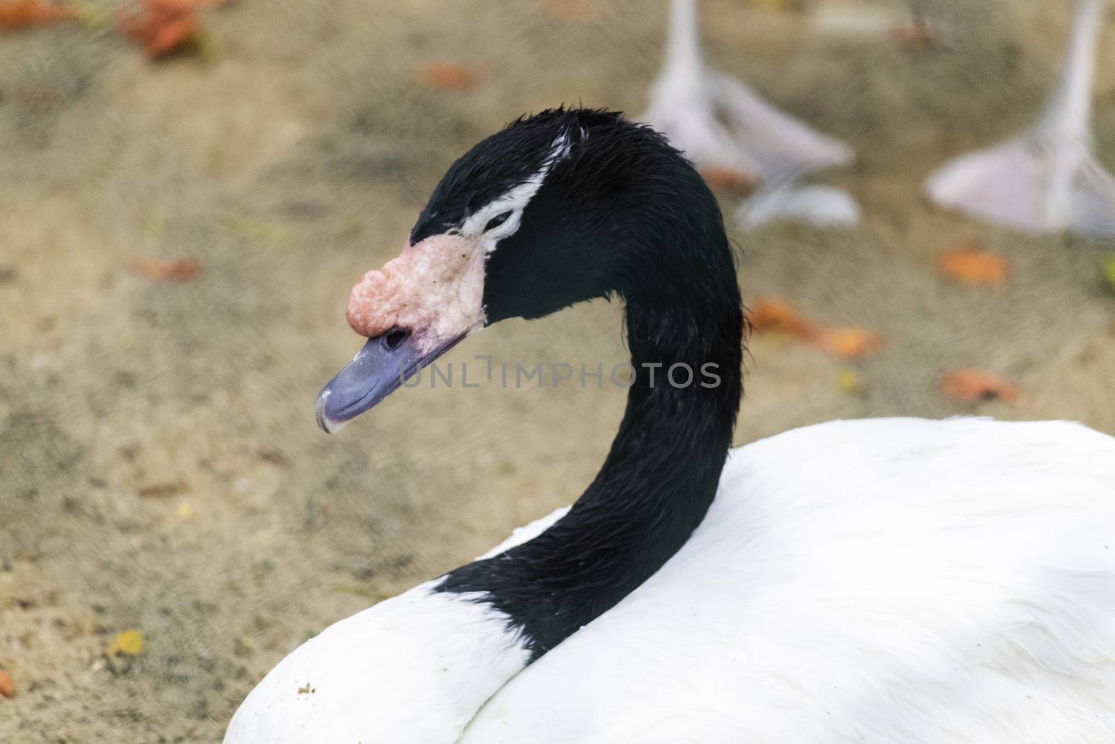 Black Necked Swan Sleepy mode Close up photograph