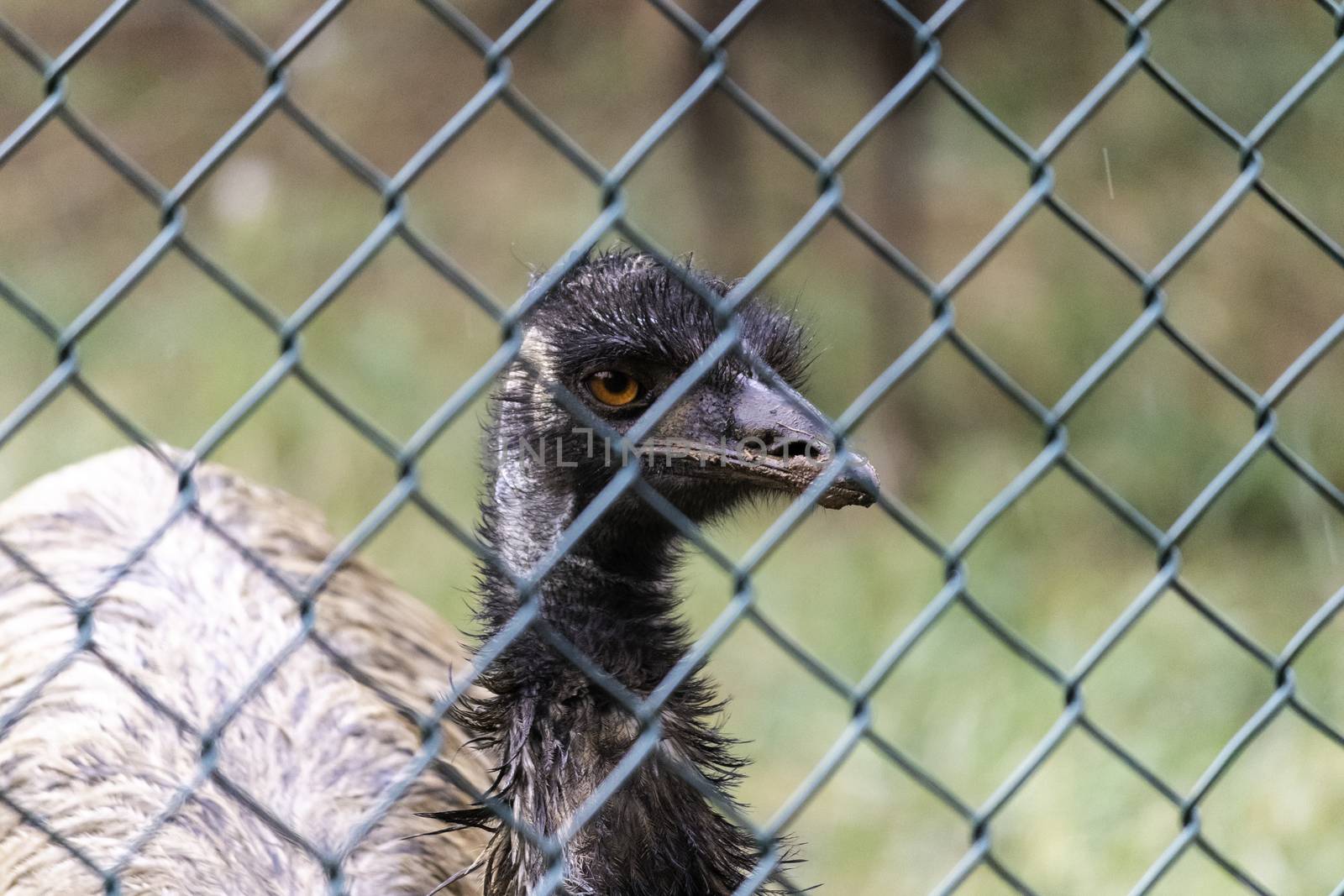 Caged Emu Flightless Bird's Eye Close up photograph by nilanka