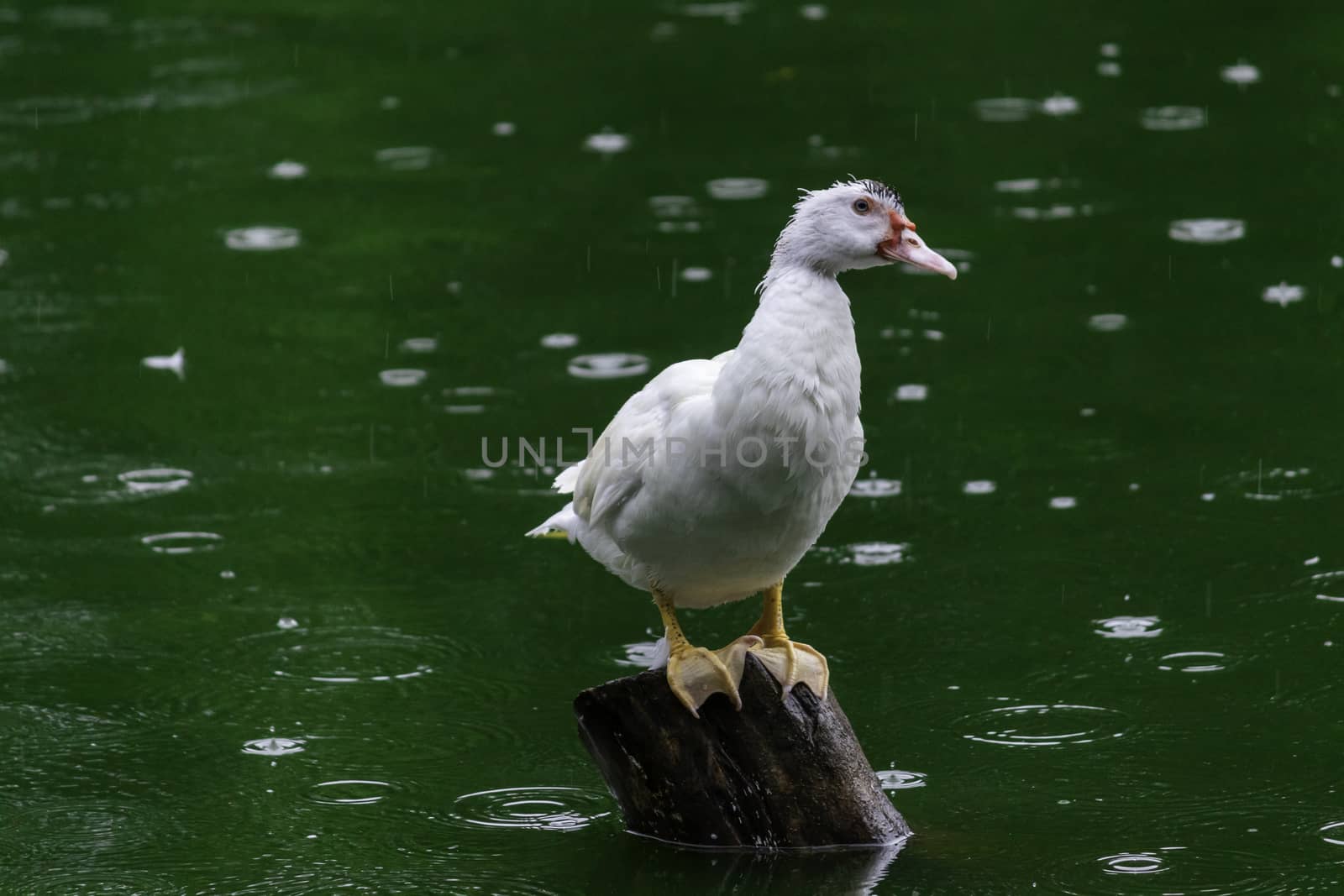 white duck Sitting on wooden pole and keep an eye out, green waters by nilanka