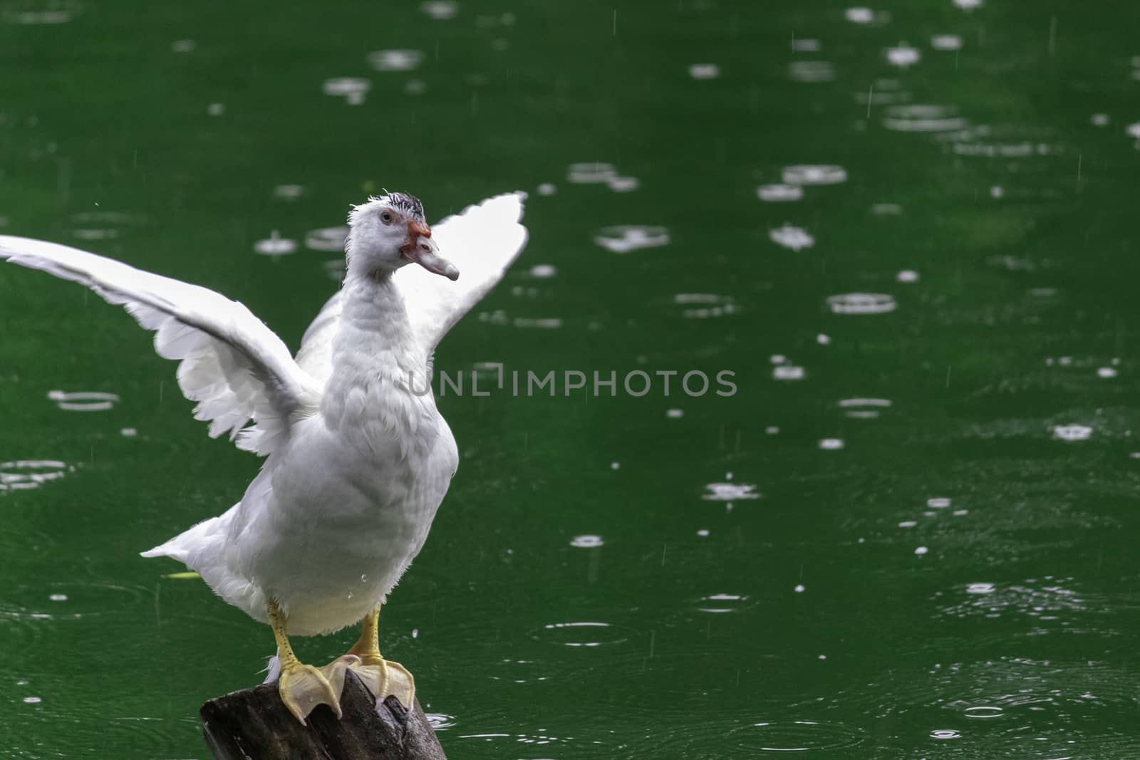 white duck Flapping its wings on wooden pole, green waters by nilanka