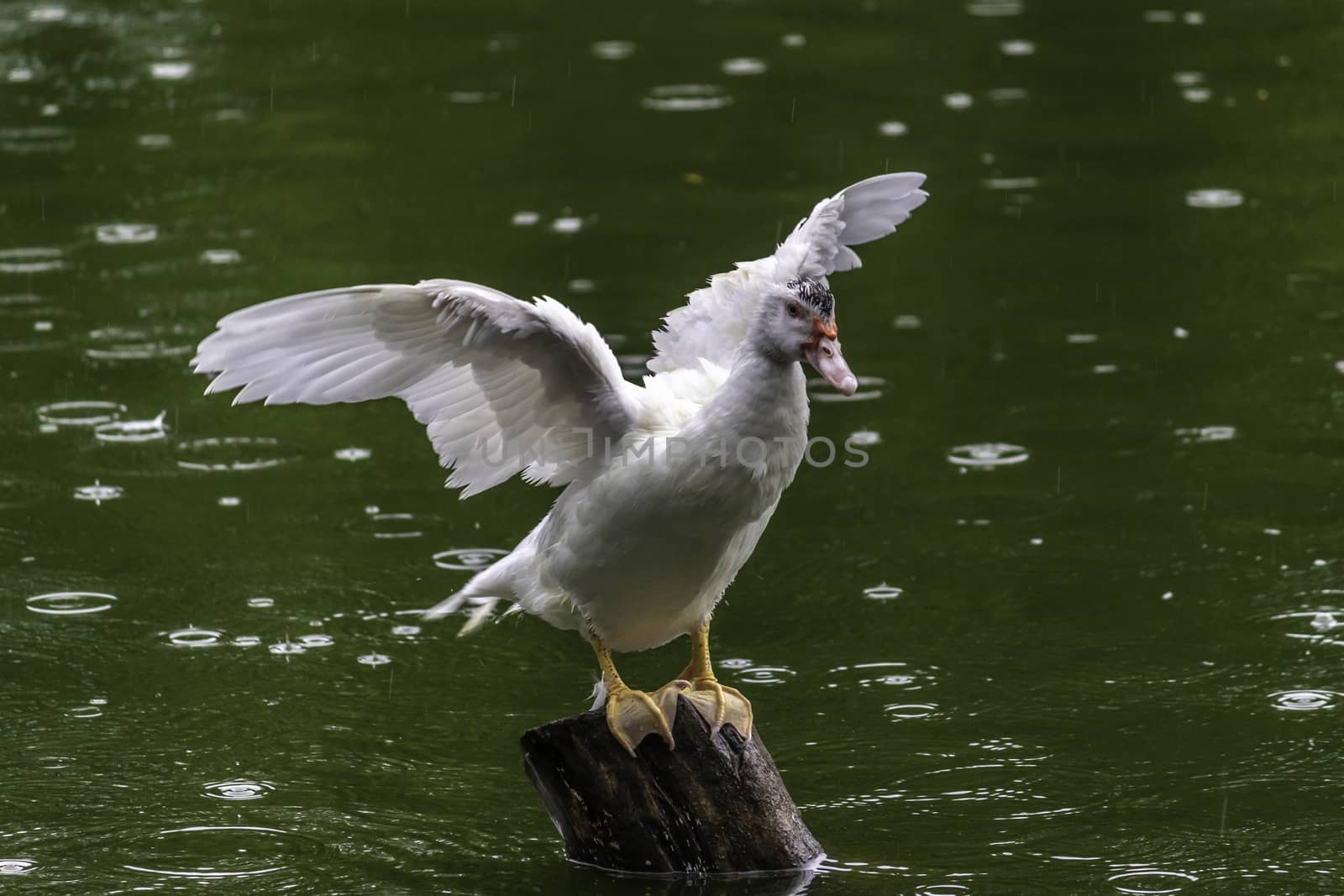 Showing its wingspan white duck on wooden pole, green waters by nilanka