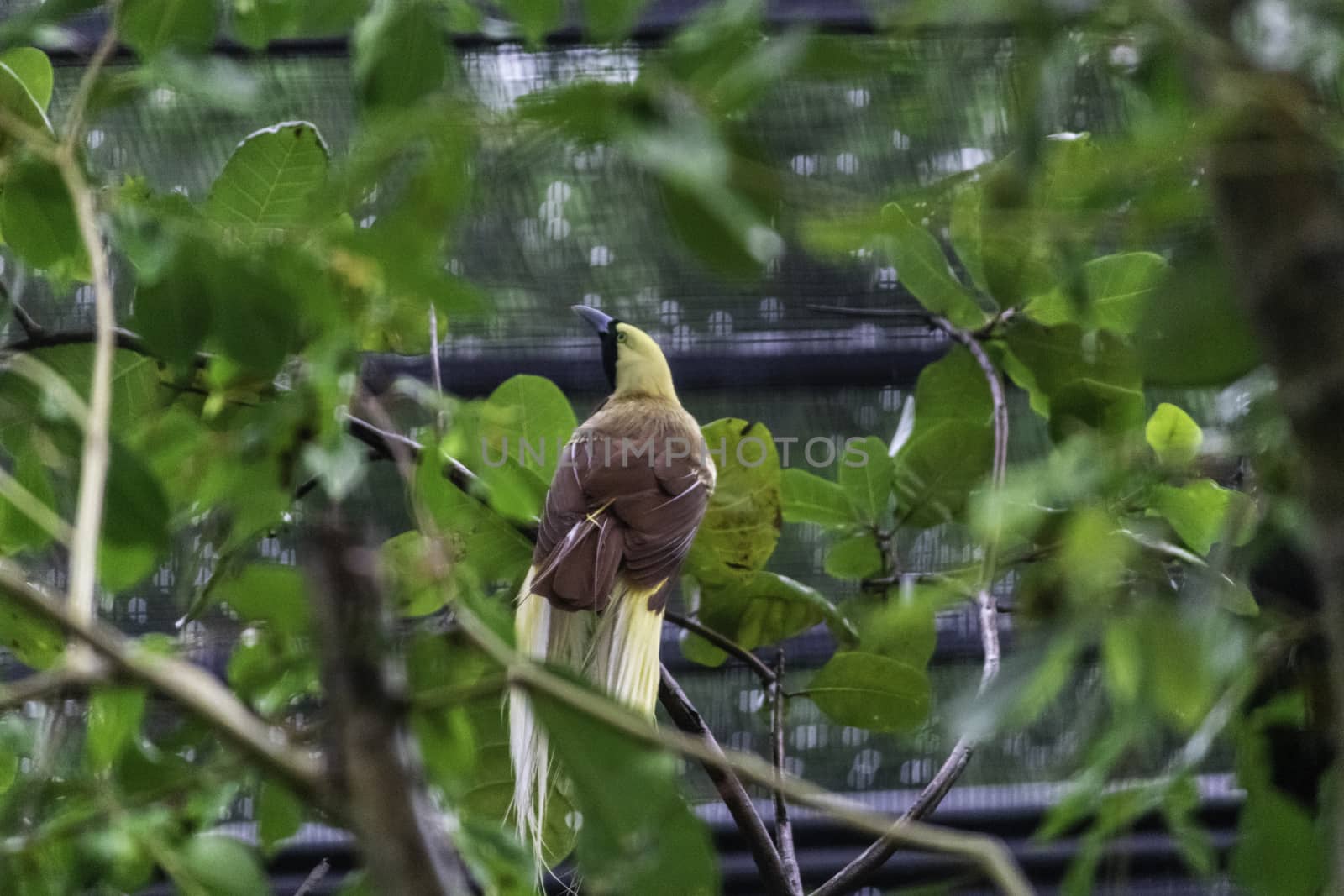 Greater Bird of Paradise in a tree inside huge cage