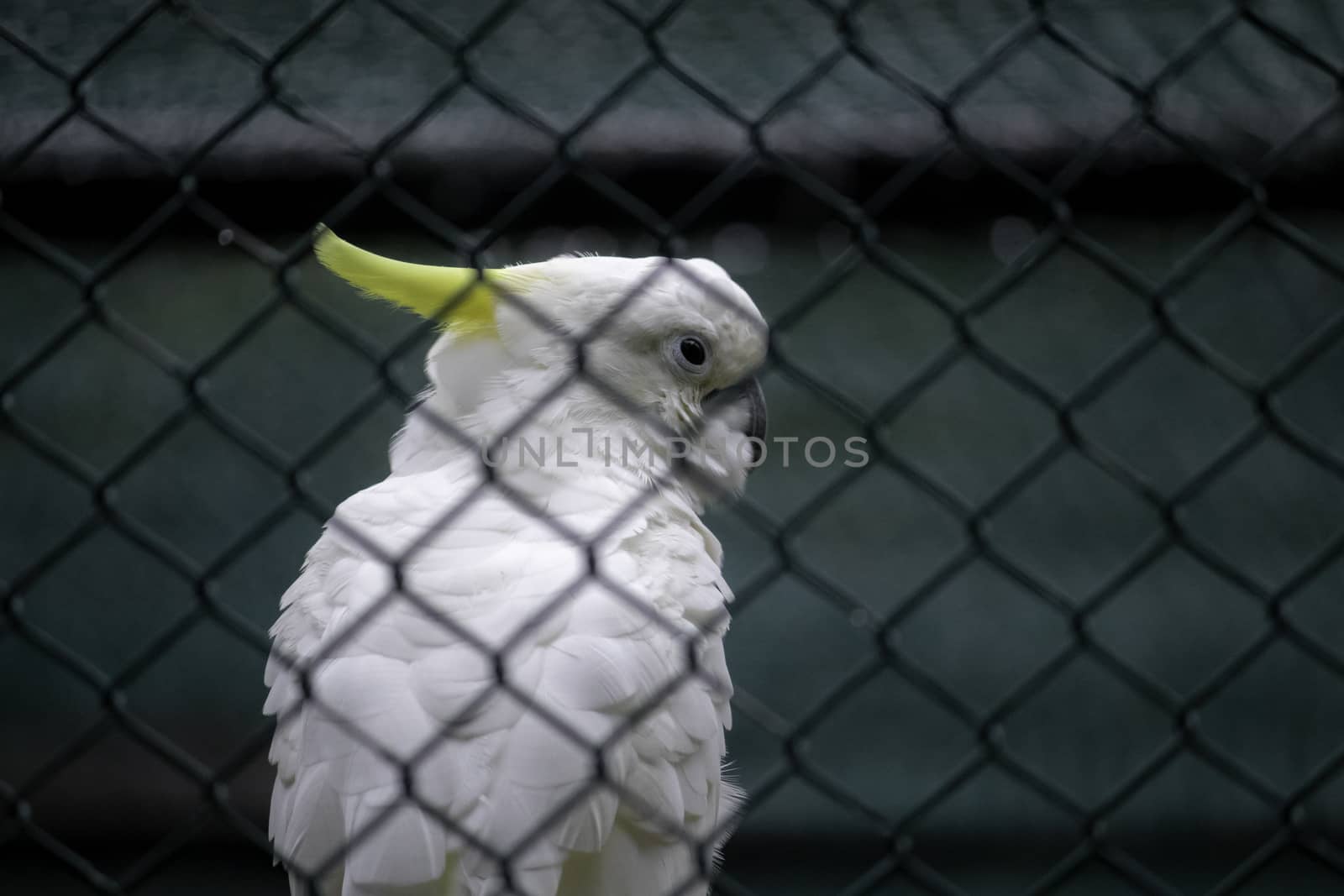 Sulphur Crested Cockatoo watchful eyes closeup by nilanka