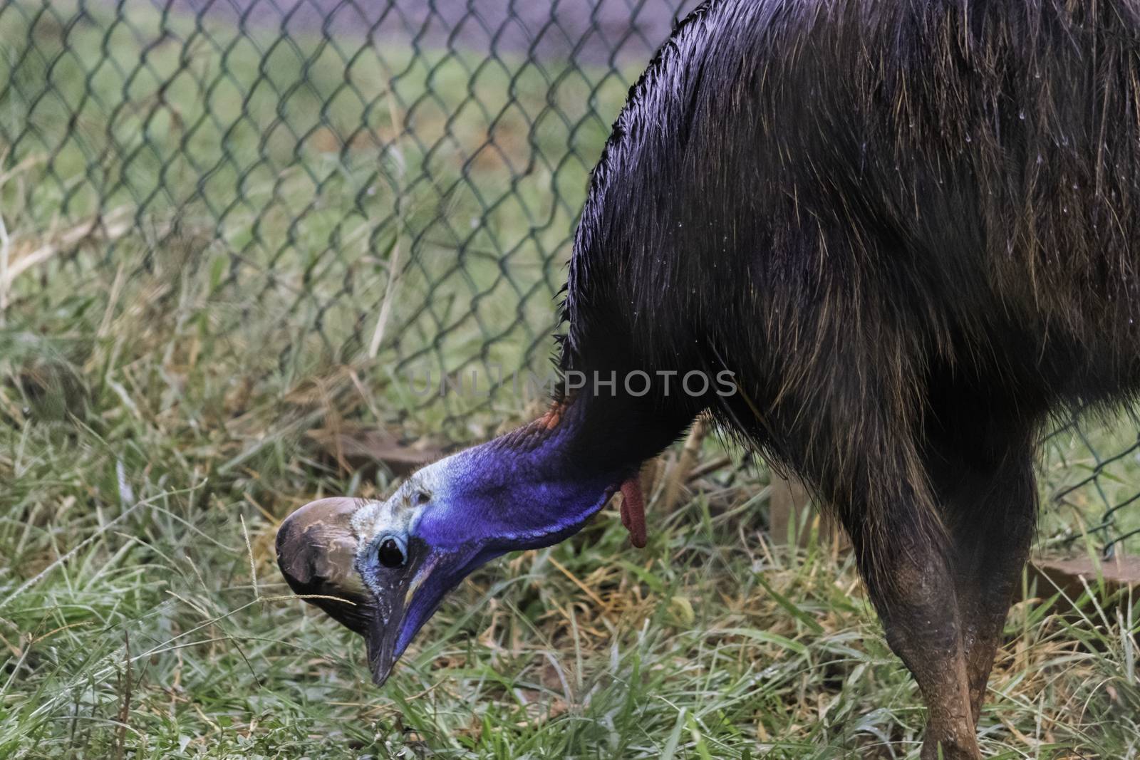 Cassowary Peck at the grass for Food by nilanka