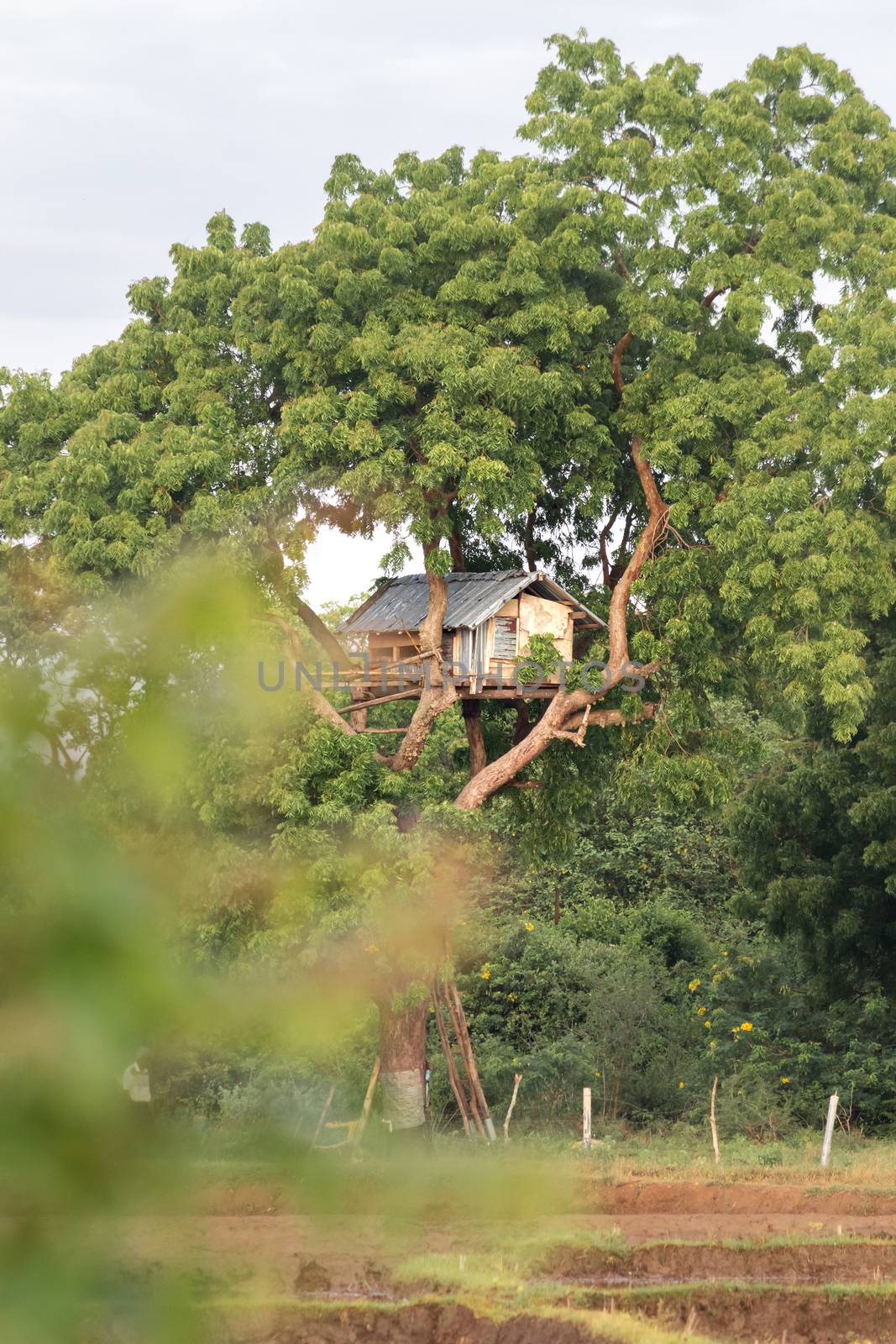 Guard Treehouse in a paddy field in rural village Sri Lanka. by nilanka