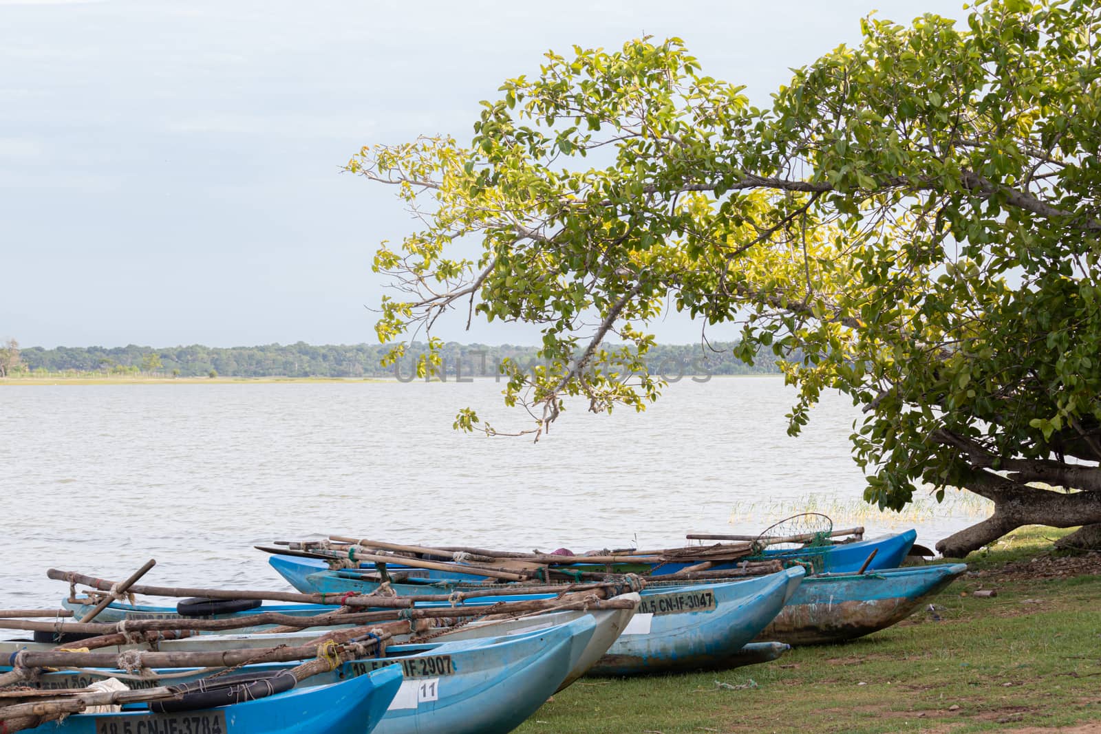 Traditional Sri Lankan Oru fishing boats lined in lakeshore by nilanka