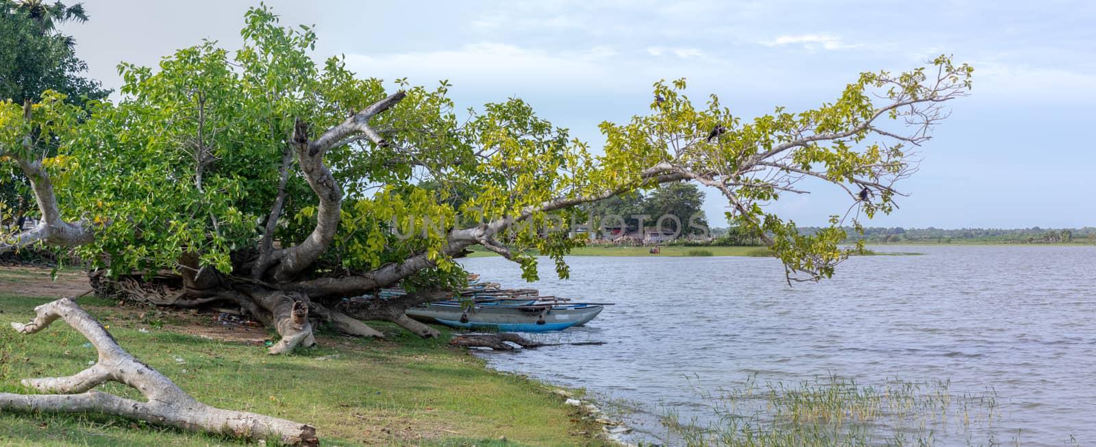 Panoramic view of beautiful lake shore and tree in Hambantota, sunny summer day under the clear blue skies greenery landscape.