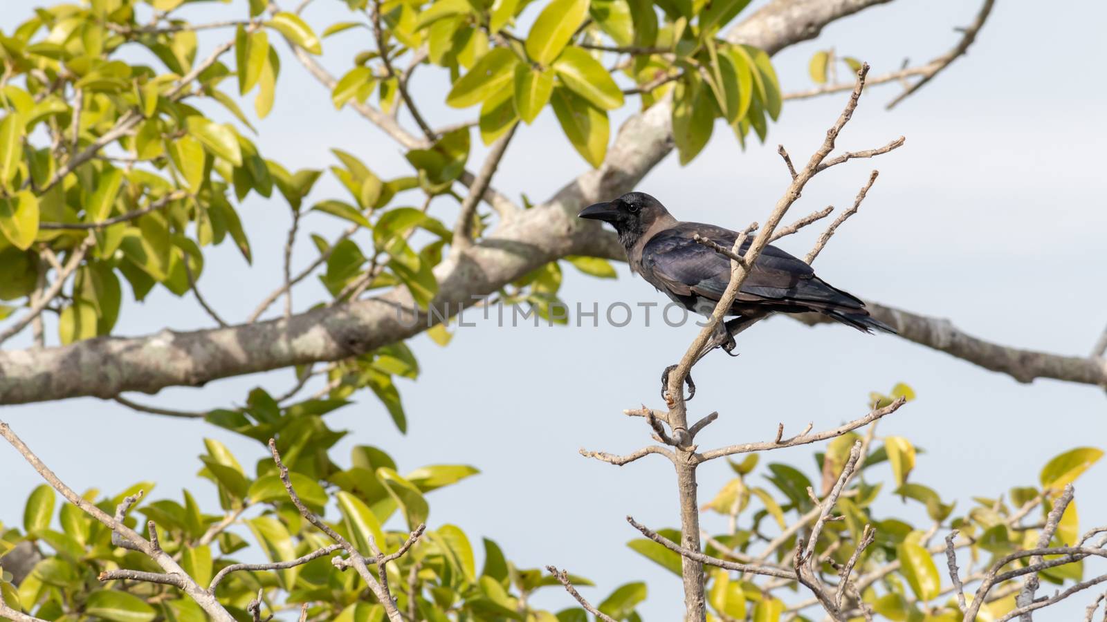 A watchful crow perched in a leafless branch, blue sky background on a sunny day. by nilanka