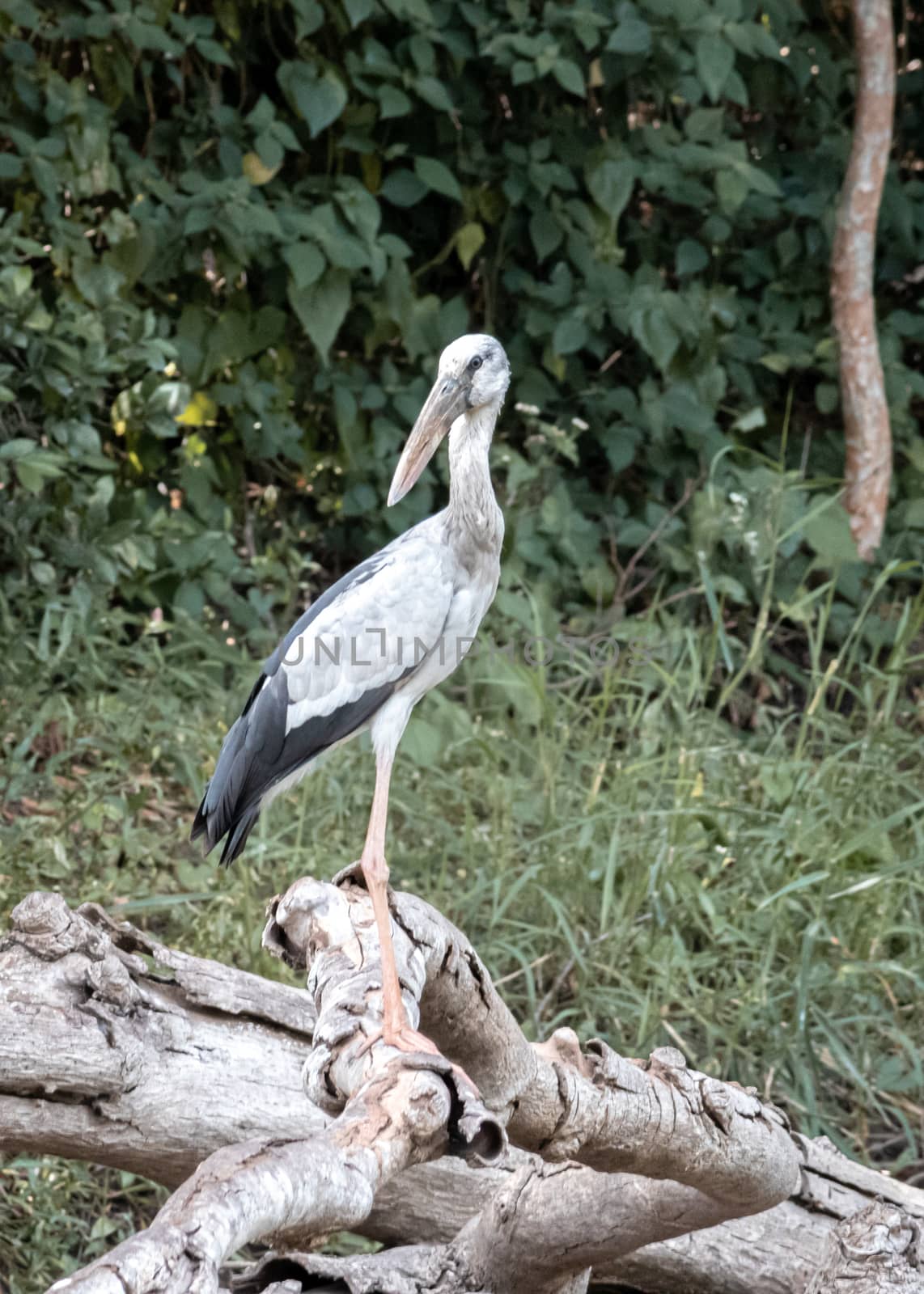 Touring Egret bird spotted in Buduruwagala reservoir forest, standing in a fallen tree branch. by nilanka