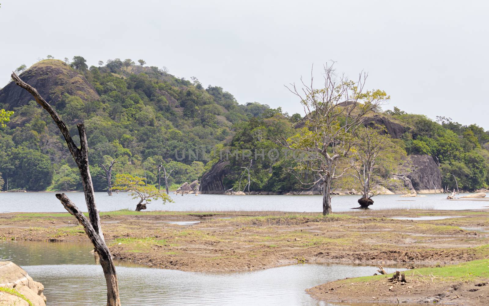 The dry season in Buduruwagala forest as drying out low level of water in Reservoir. by nilanka