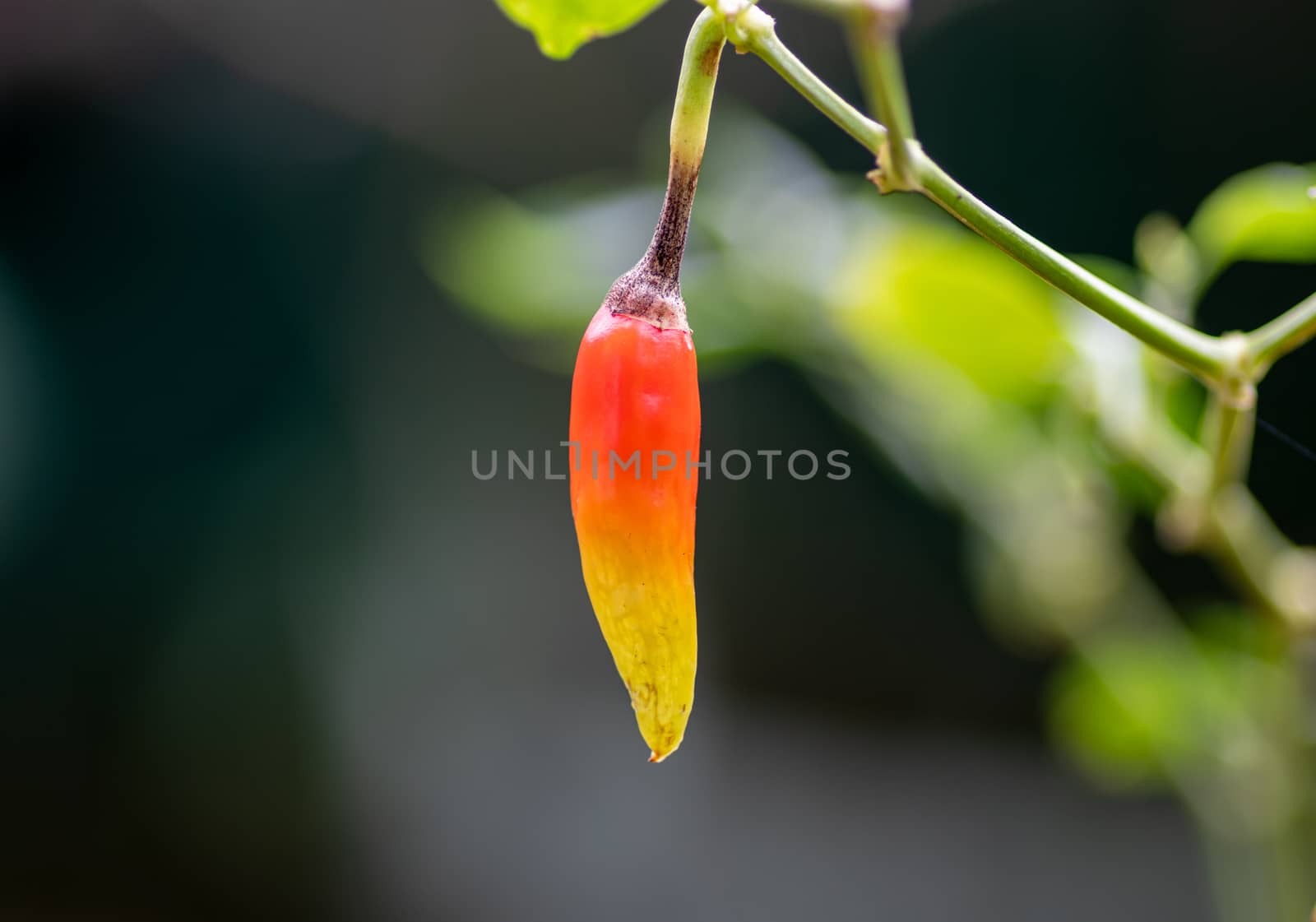 Colorful Bird Chili close up ready to ripe closeup macro by nilanka