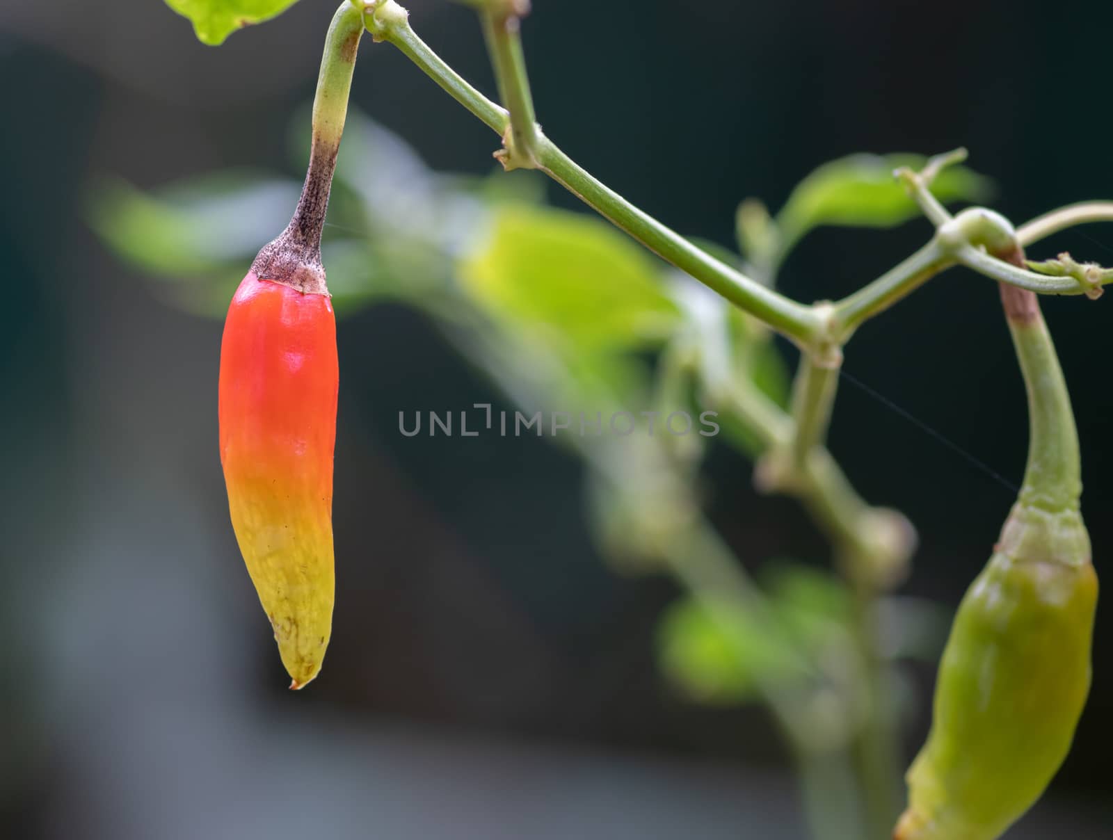 Orange yellowish Bird Chili close up ready to ripe closeup macro photo by nilanka