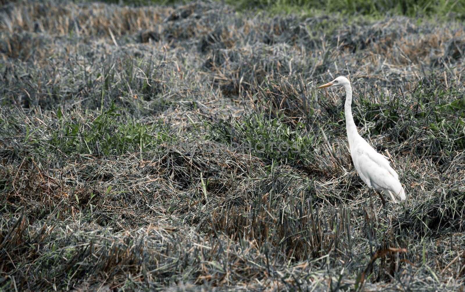 Lonely white egret standing in the ripped paddy field looking for some worms and insects by nilanka