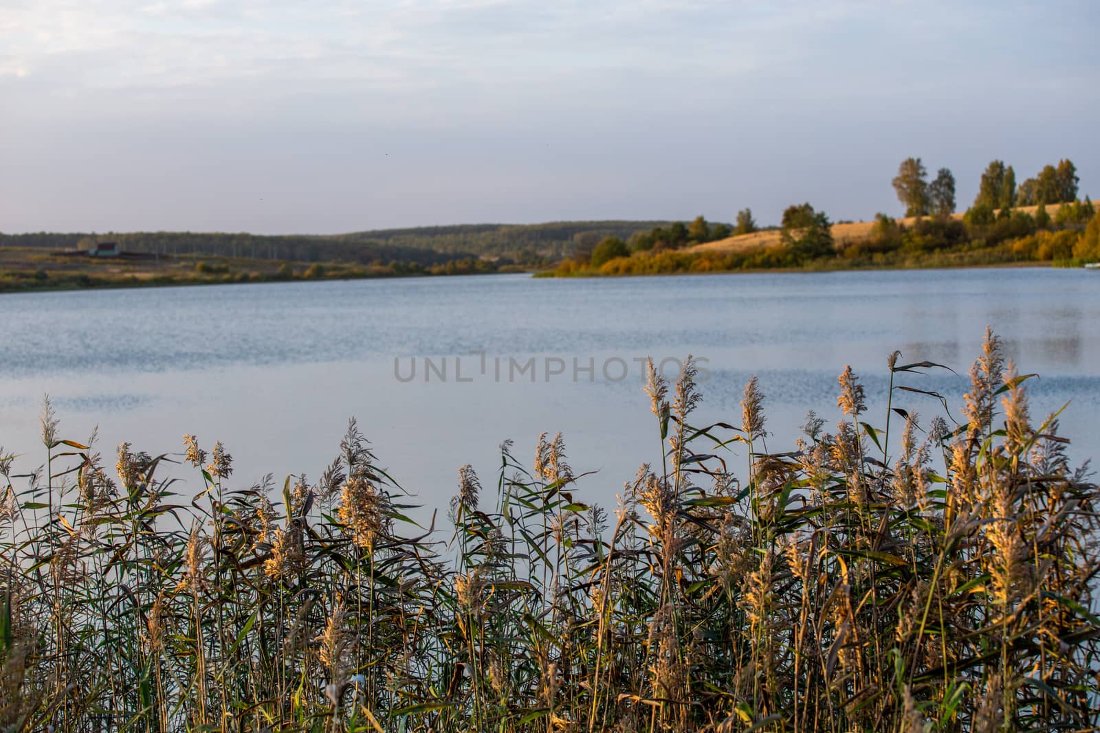 Phragmites australis, common reed - dense thickets in the daylight, lake scenery in the blurred background.