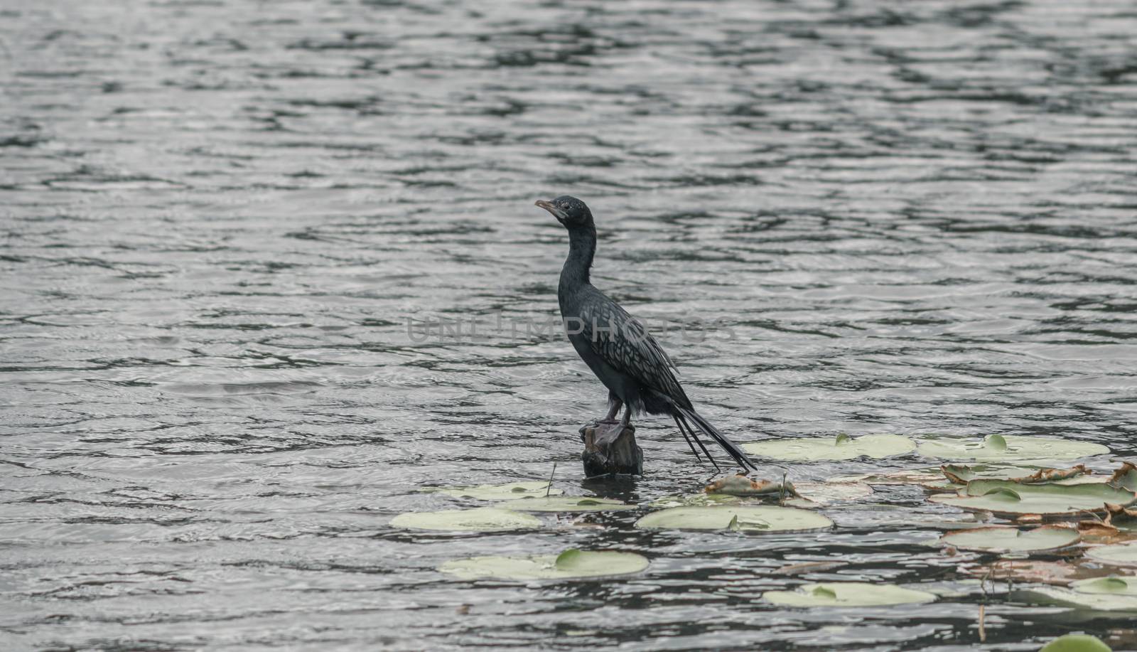 Little Cormorant perched in a wooden pole in the middle of the calm lake. by nilanka