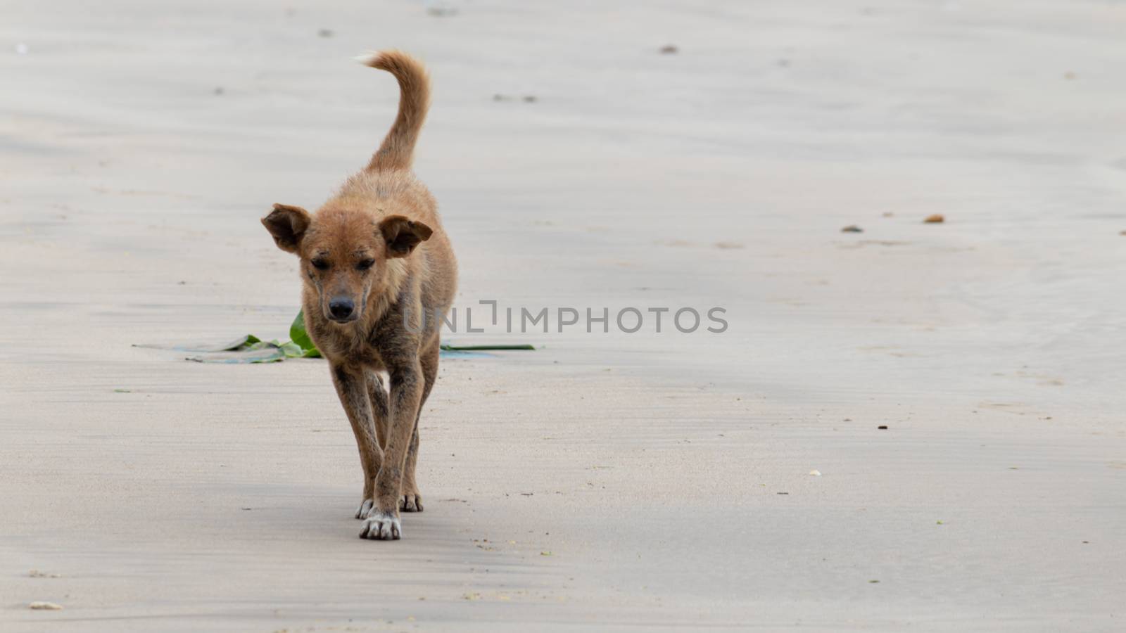 Stray lonely old miserable dog walks on the beach, sad face written the story of the dog's life.