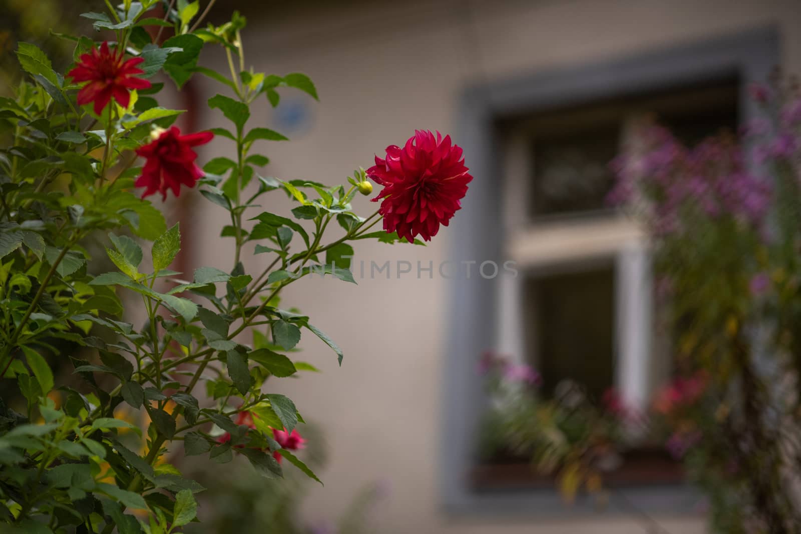 Close up of a Red flower having a window at the back by gonzalobell