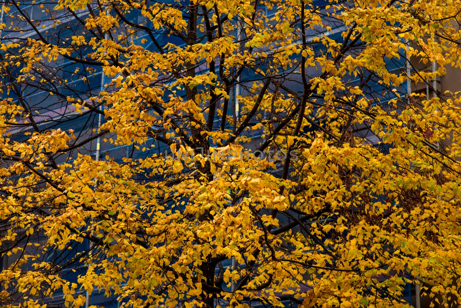 Treetop with yellow leaves in a park during autumn