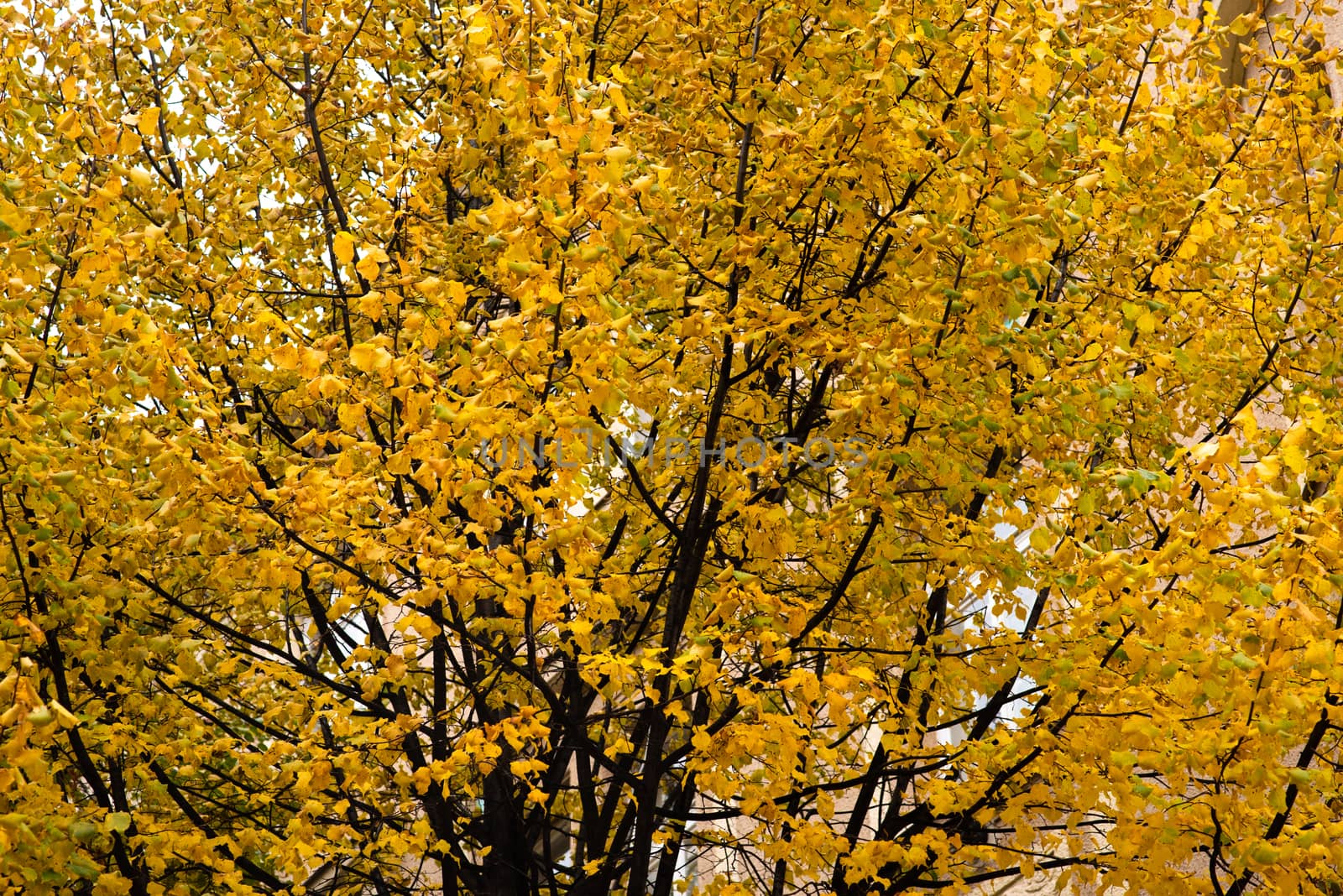 Treetop with yellow leaves in a park during autumn by gonzalobell
