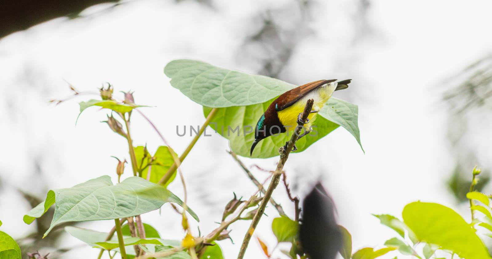 Common visitor in residential areas, Leptocoma minima as know as Crimson-backed sunbird by nilanka