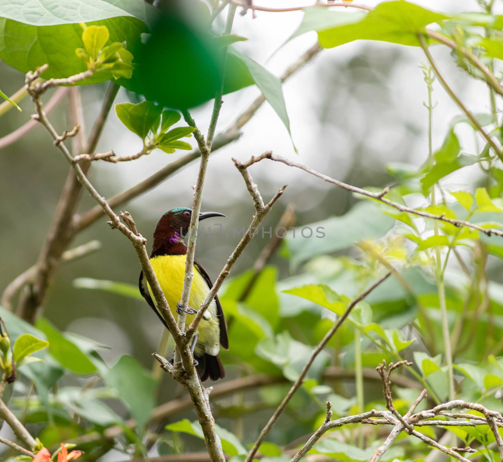 Common visitor in residential areas, Leptocoma minima as know as Crimson-backed sunbird