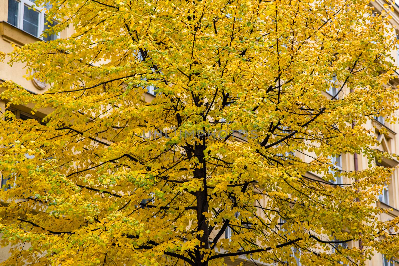 Treetop with yellow leaves in a park during autumn