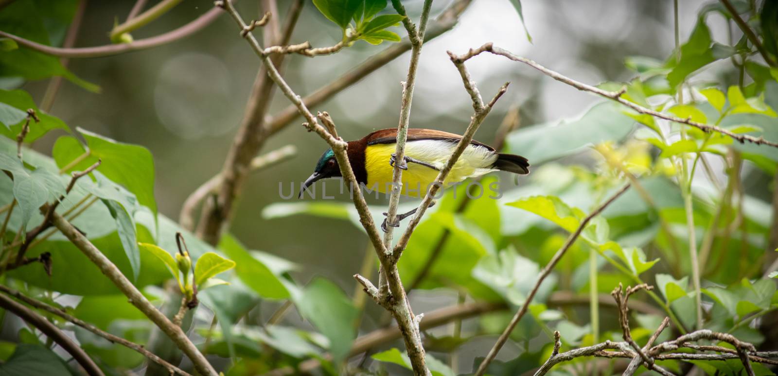 Common visitor in residential areas, Leptocoma minima as know as Crimson-backed sunbird by nilanka