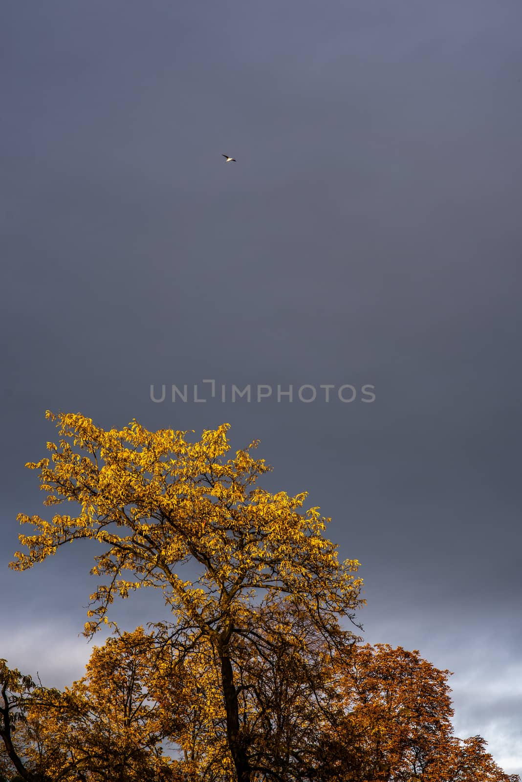 Yellow treetop and a bird with a storm sky by gonzalobell