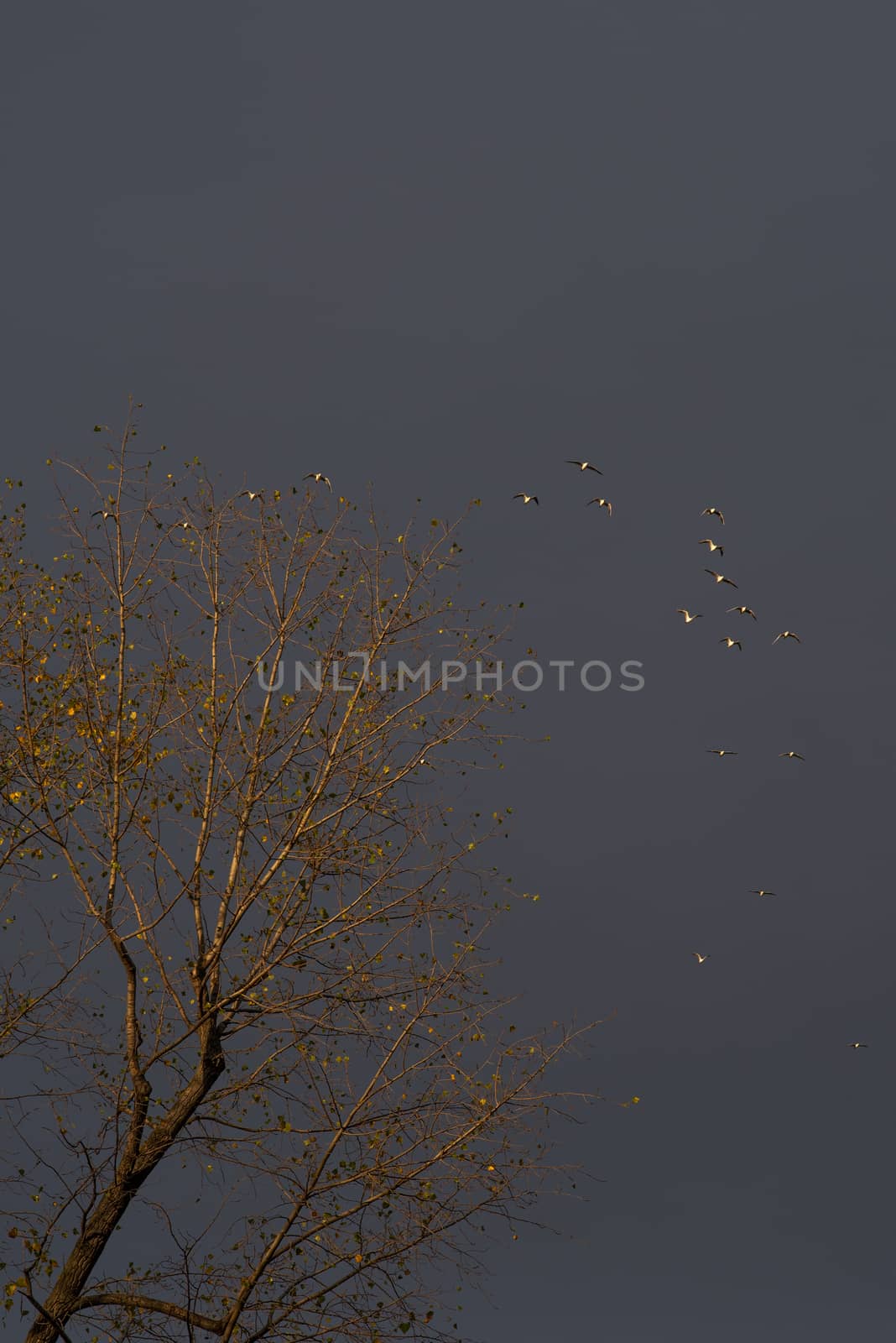 Yellow treetop with flying birds with a storm sky