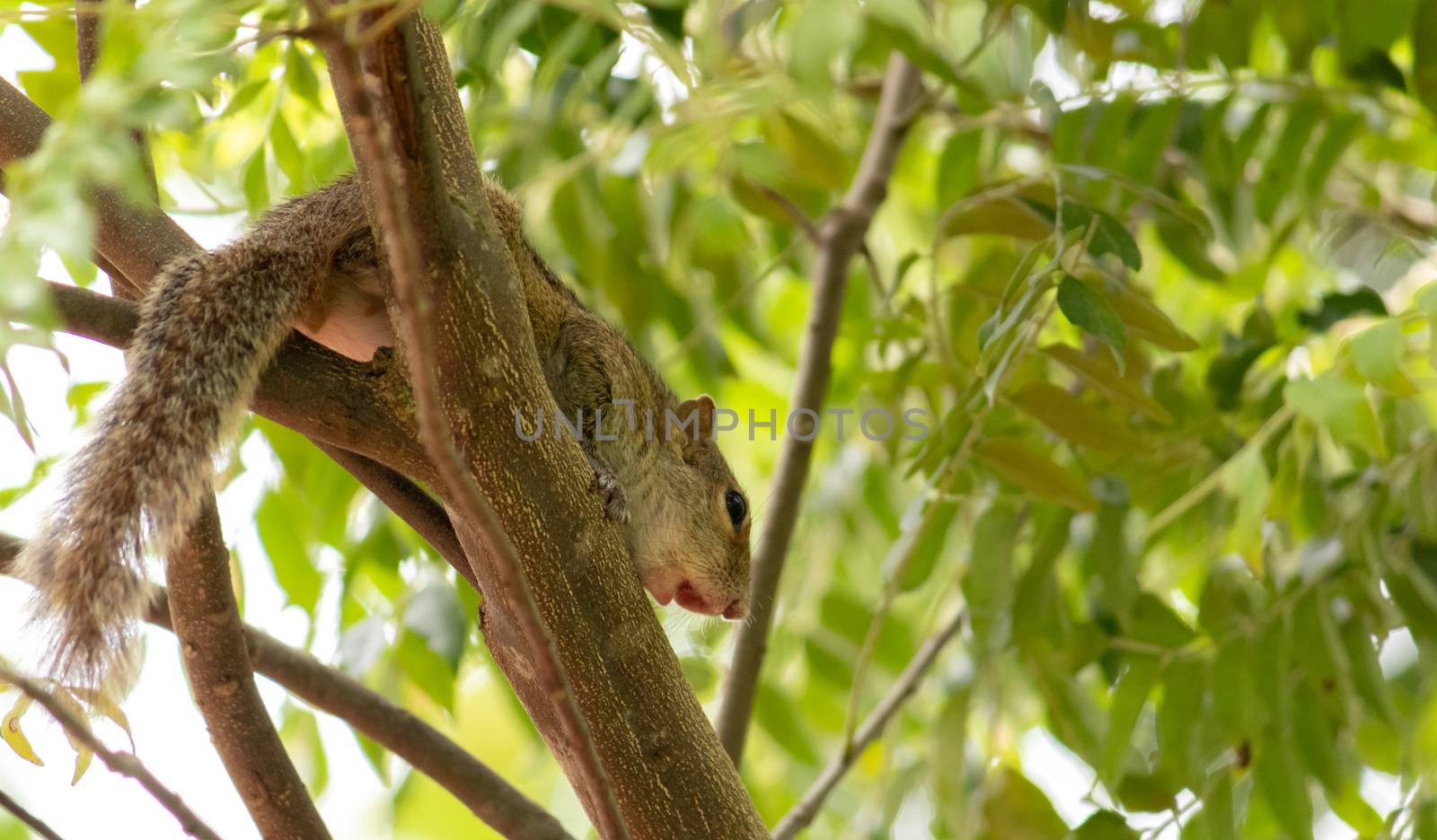 Squirrel on a tree branch in the shade photograph from below by nilanka