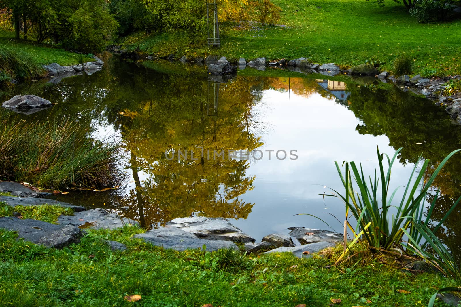 Pond with a yellow tree reflected on it. by gonzalobell