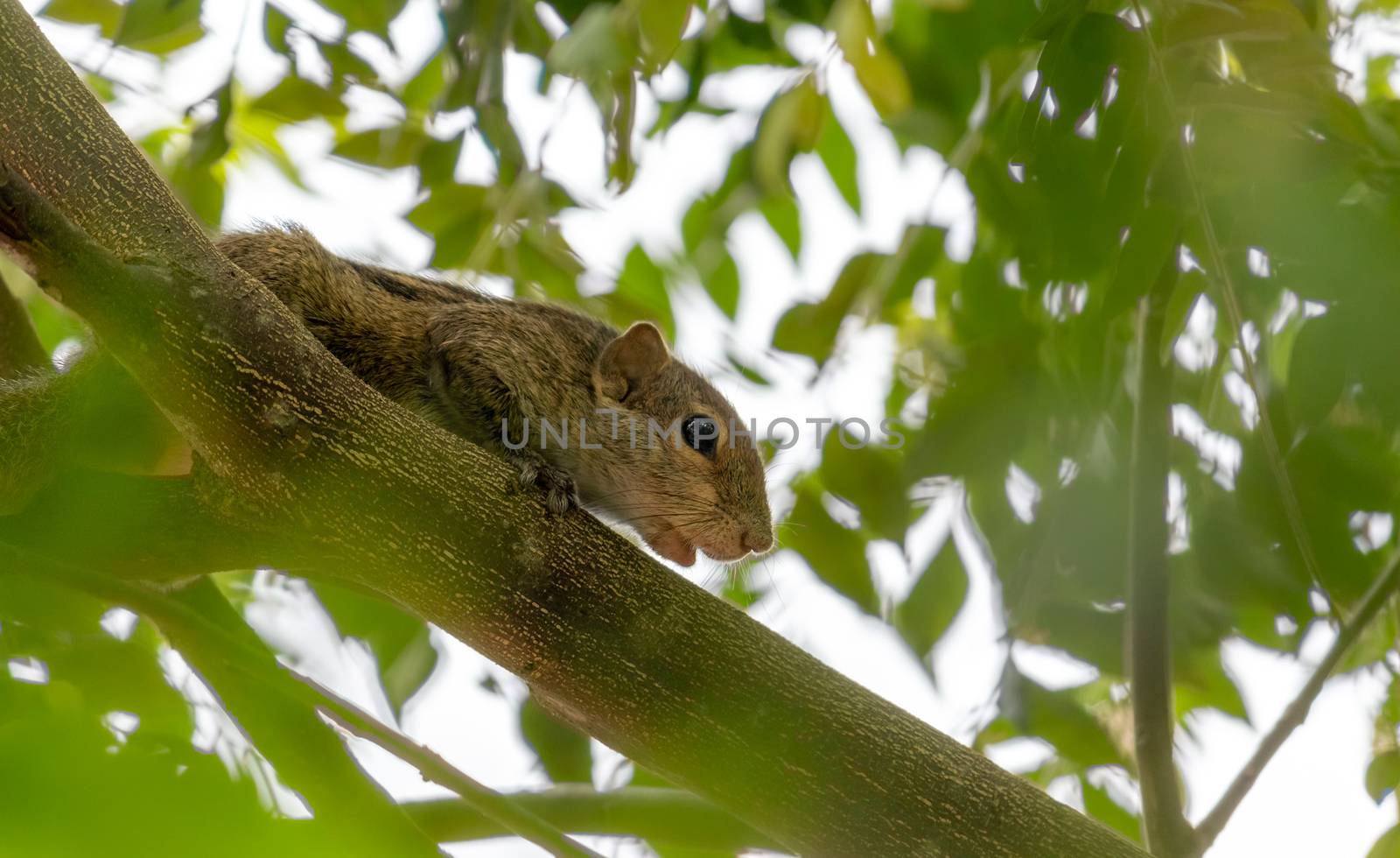 Squirrel on a tree branch in the shade looking down