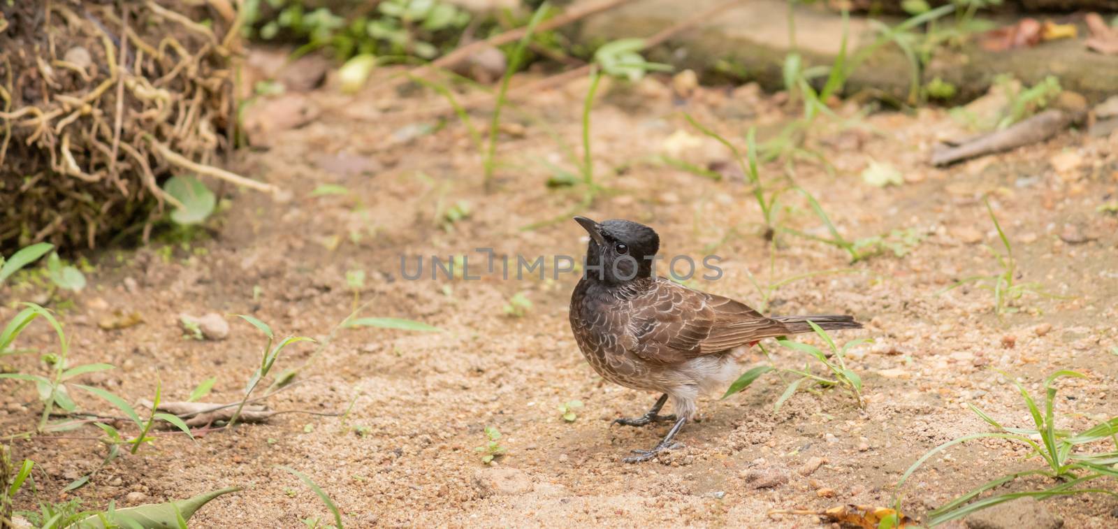 Red-vented bulbul bird on the ground searching insects for food while on full alert of the surroundings.
