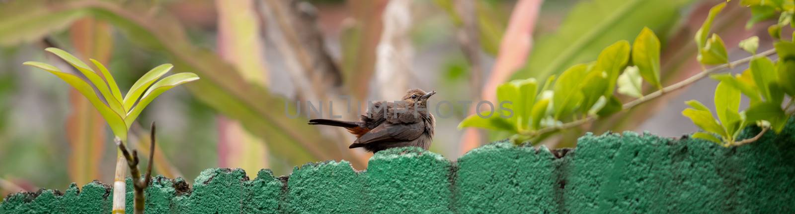 Blyth's Reed warbler bird perched on the garden green wall against a soft background. by nilanka