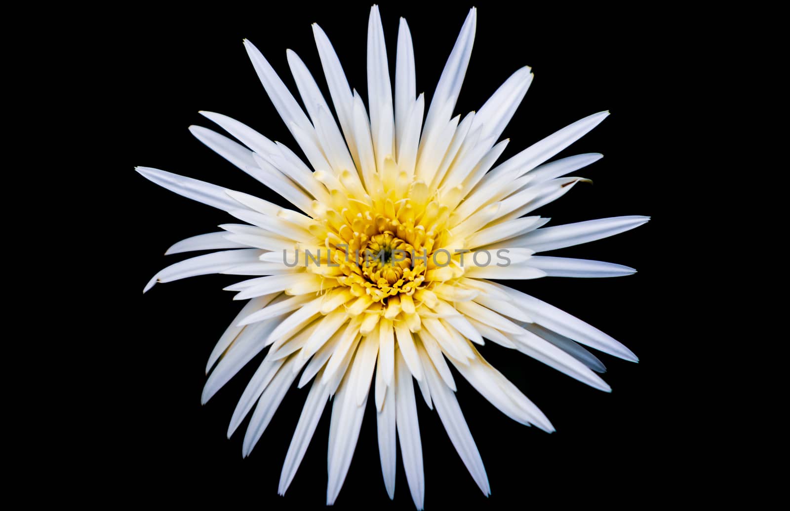 barbendasia flower in the peradeniya botanical garden