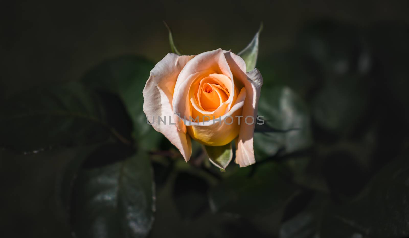 Orange Rose view from top by nilanka