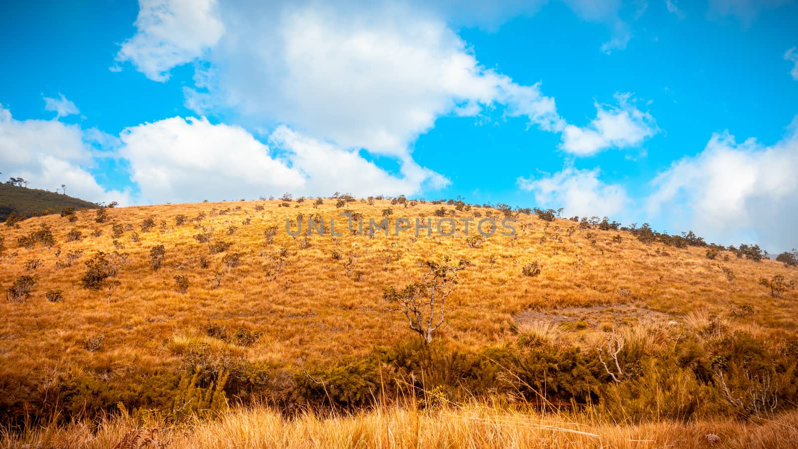 Horton Plains At an altitude of 2,100 meters above sea level and was declared a UNESCO World Heritage Site