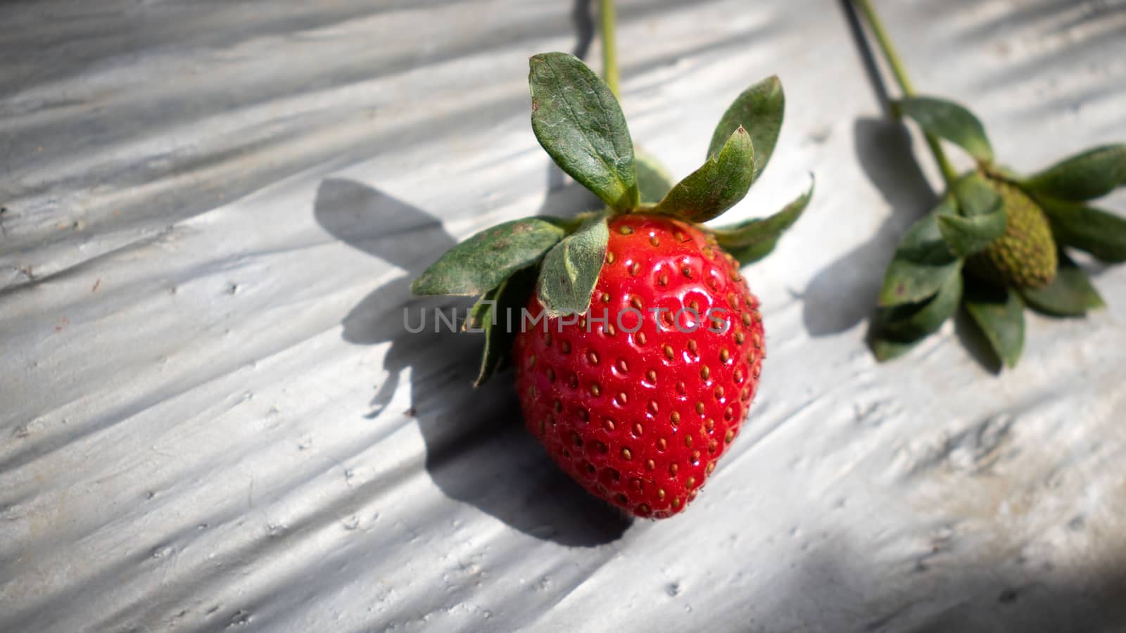 Closeup photo of Strawberry fruit in a farm by nilanka