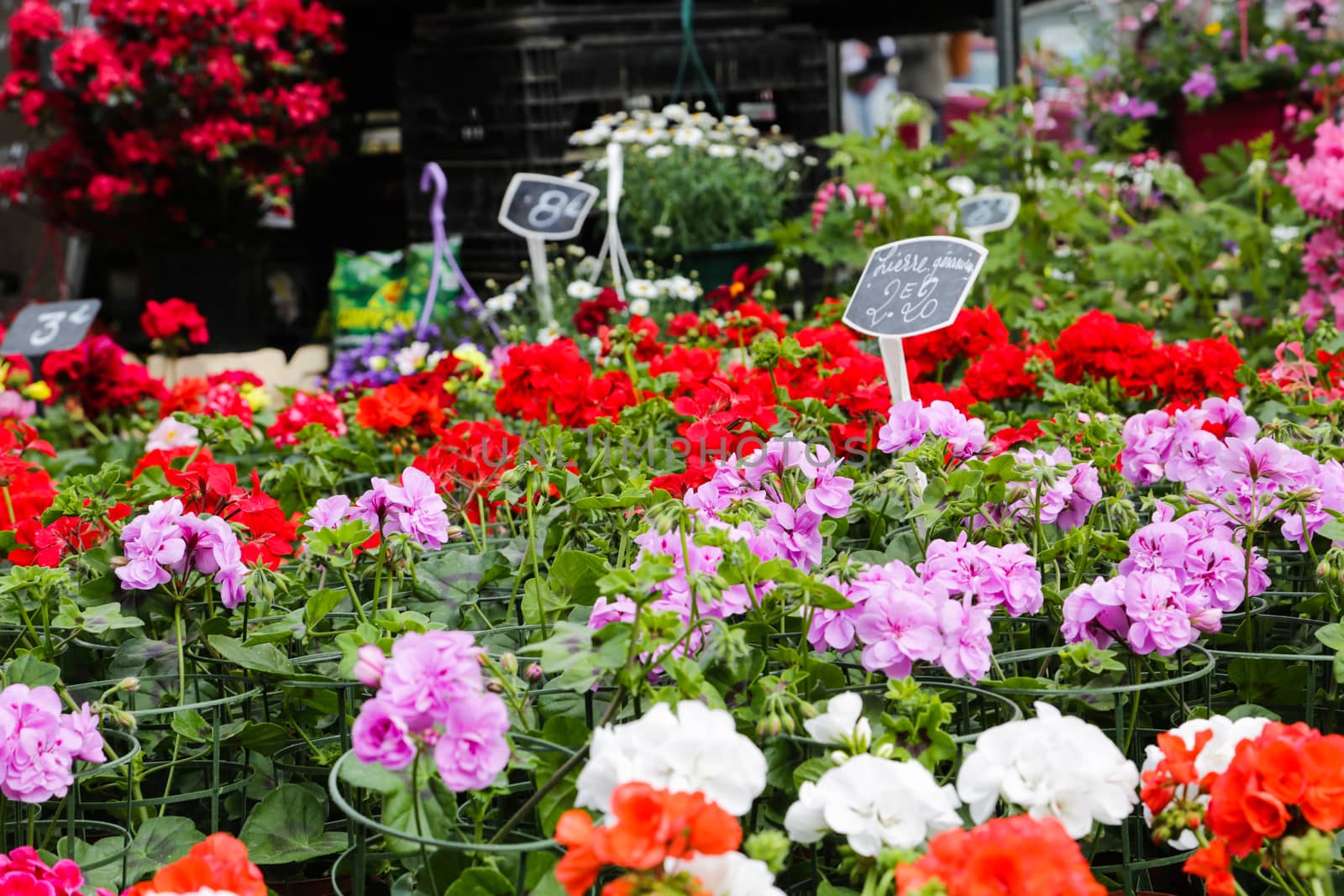 Flowermarket Lille France by Kartouchken