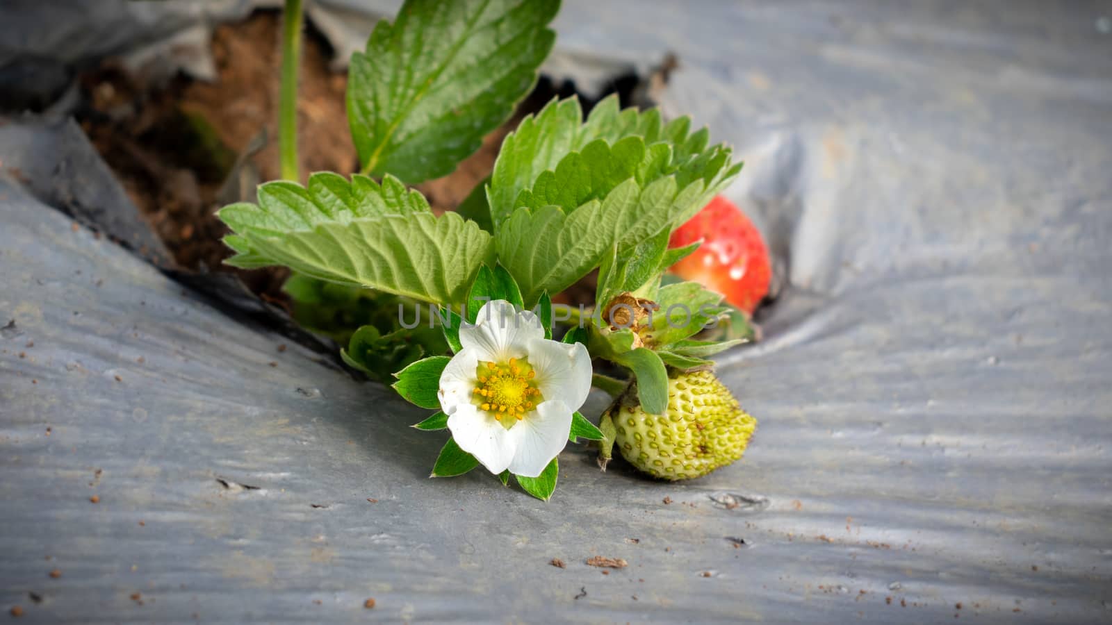 Strawberry flower and strawberry fruit in farm by nilanka