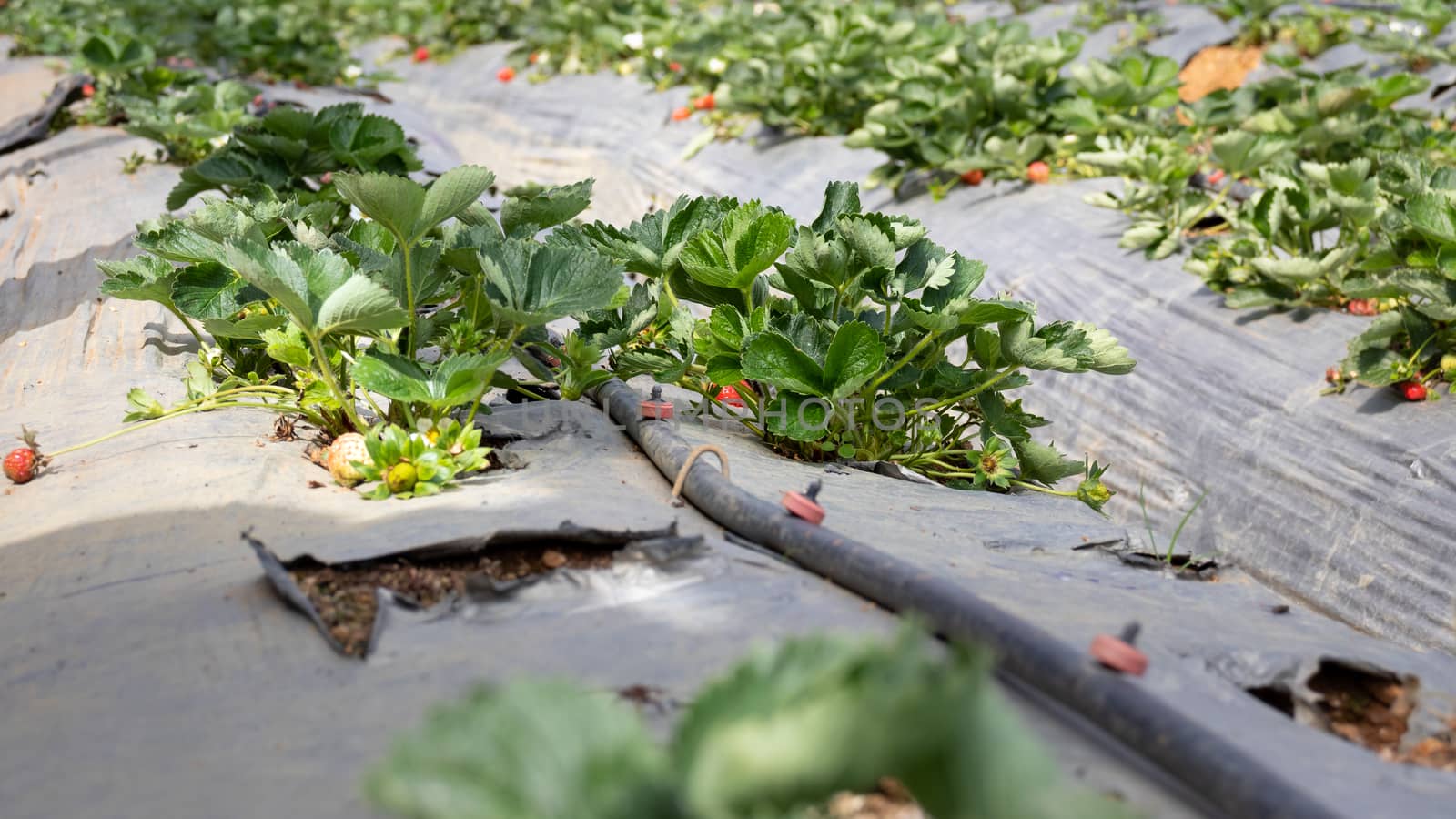 Strawberry farm in Nuwara Eliya by nilanka