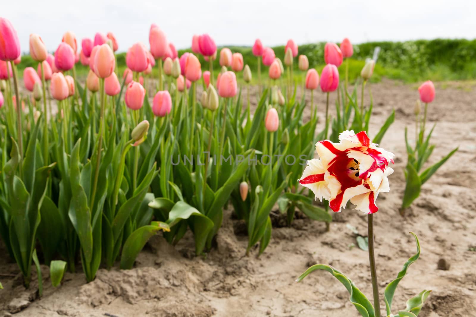 Colorful field of tulips in the Netherlands