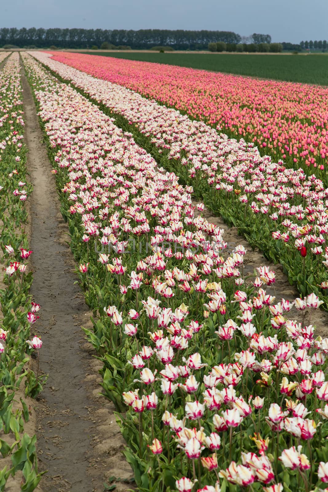 Colorful field of tulips in the Netherlands