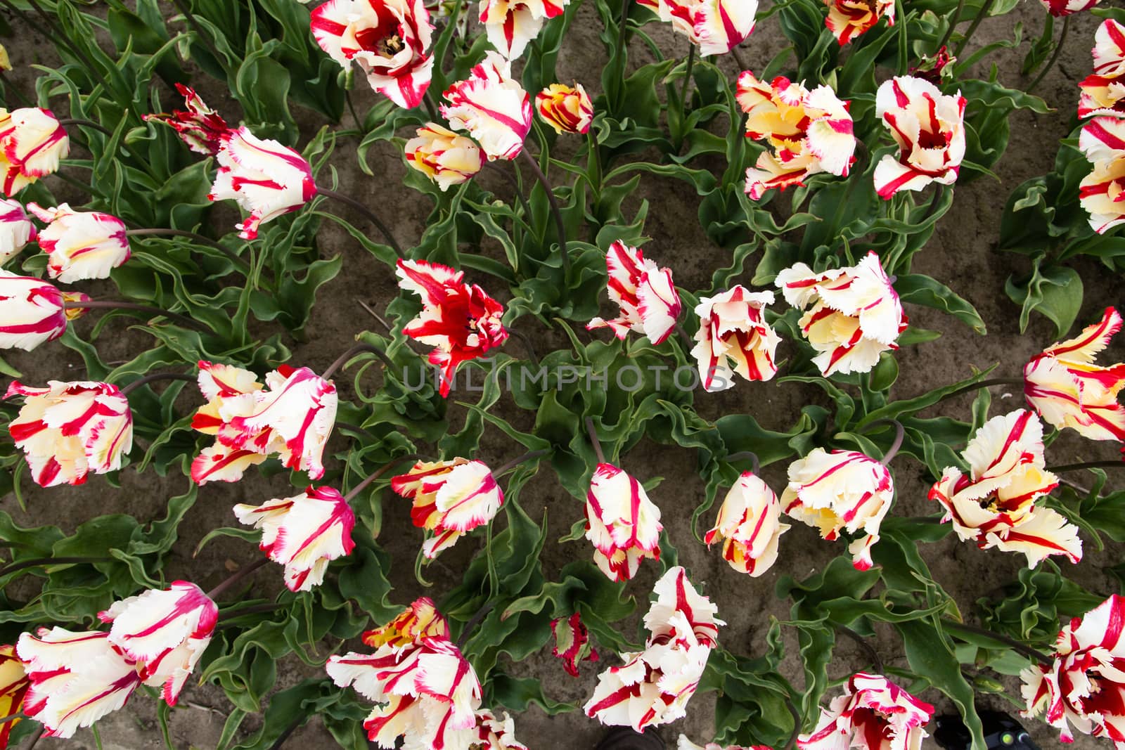 Colorful field of tulips in the Netherlands